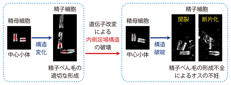 精子べん毛形成における中心小体内側足場構造の必要性の図