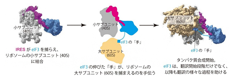 HCV IRESがeIF3を利用して翻訳を行う際の複合体の構造の図