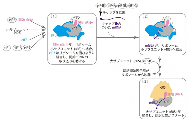 真核生物の翻訳開始反応の模式図の画像