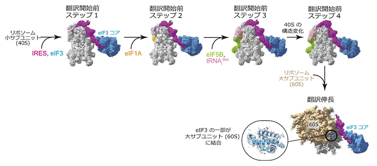 HCV IRES依存的な翻訳開始・伸長の各段階の複合体の立体構造の図