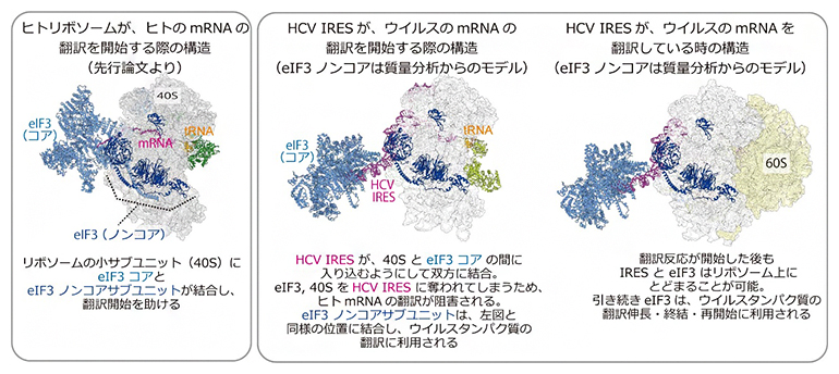 ヒトmRNAの翻訳とHCVウイルスmRNAの翻訳におけるeIF3構造の違いの図
