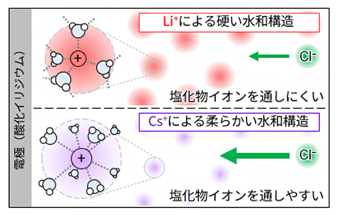 共存イオンがつくる水和構造と塩化物イオンの拡散速度の図