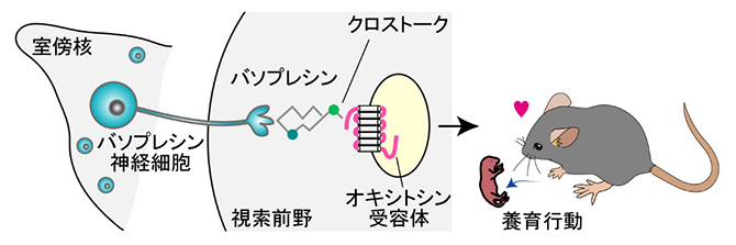 バソプレシンとオキシトシン受容体のクロストークを介した養育行動促進の図