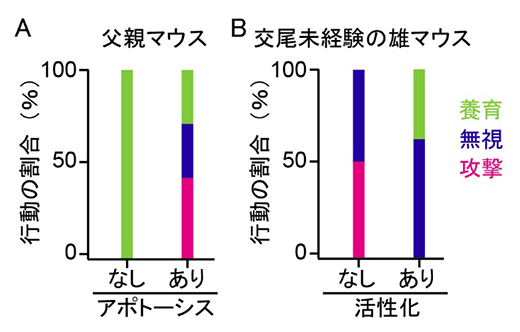 父親マウスと交尾未経験の雄マウスにおけるバソプレシンの効果の図