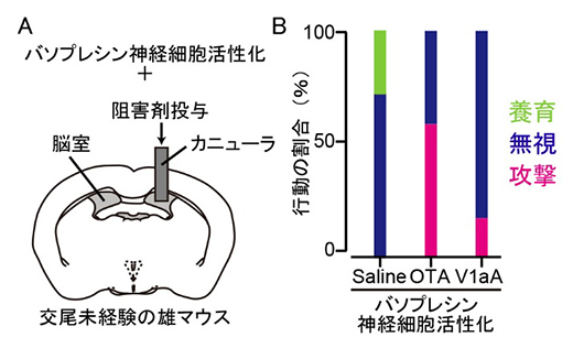 脳室への受容体阻害剤投与実験の図