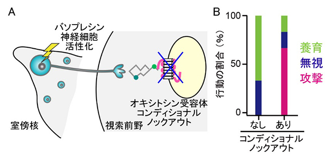 クロストークの起きる脳領域の特定の図