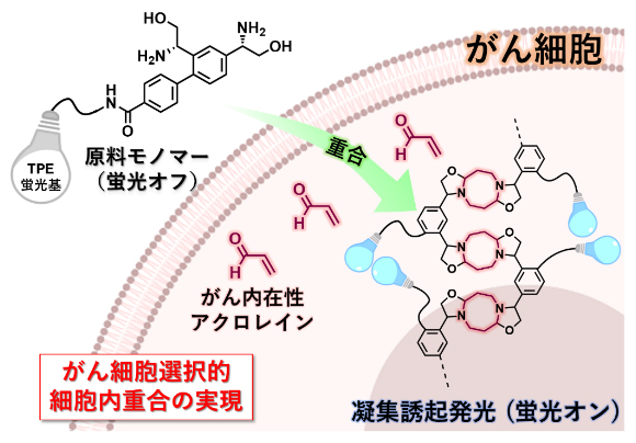 アクロレイン代謝物を利用した細胞内ポリマー化技術の概念図の画像