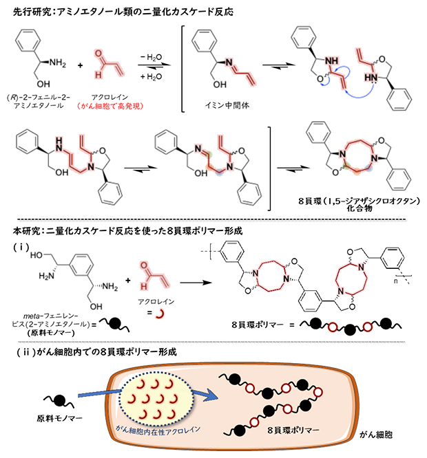 二量化カスケード反応による8員環ポリマー合成の図