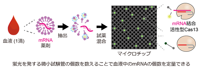 新Direct-SATORI法の模式図の画像