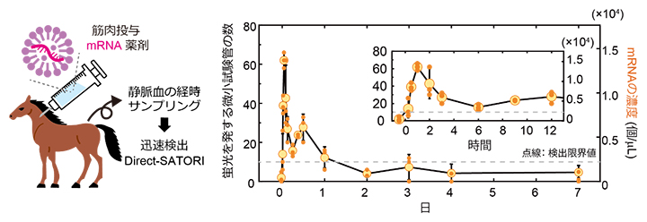馬を用いた実証実験の図