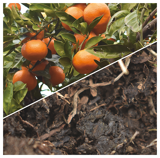 温州ミカン園の果実と土壌のリアルワールドデータのイメージの図