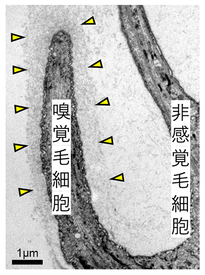 蛹（さなぎ）の嗅覚毛細胞を覆う雲状の細胞外基質（クラウドECM、黄色矢じり）の図
