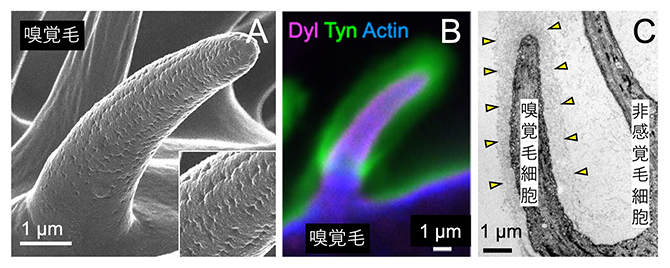 ショウジョウバエ成虫の嗅覚器官（小顎髭（しょうがくし、口器の一部））を覆う嗅覚毛の図