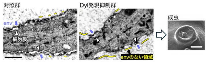 エンベロープ層の構築に関わるZPDタンパク質Dylの図