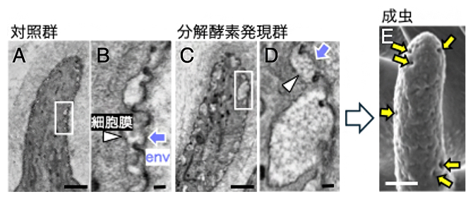 ナノポアの形成に関わるZPDタンパク質Tynの図