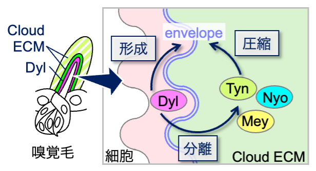 本研究のまとめの図