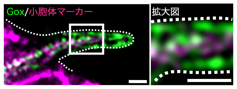 小胞体と細胞膜に局在する膜タンパク質Goxの図