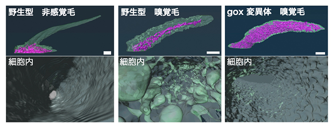 非感覚毛と嗅覚毛、gox変異体における小胞体と細胞膜形状の比較の図