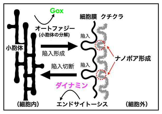 小胞体と細胞膜の相互作用によってナノポアが生み出されるモデル図の画像