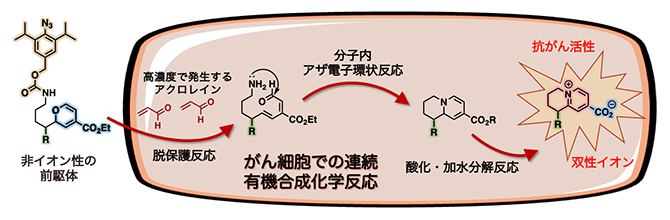 抗がん活性を持つ双性イオンのがんでの「現地合成」の図