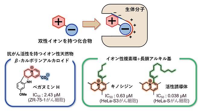 双性イオンを持つ抗がん活性天然物の図