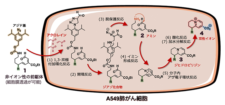 がん細胞内での連続7段階の有機合成化学反応による双性イオンの合成の図