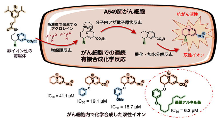 がん細胞内で「現地合成」した双性イオンの抗がん活性の図