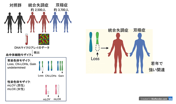 精神疾患と体細胞モザイク関連解析の研究概要の図