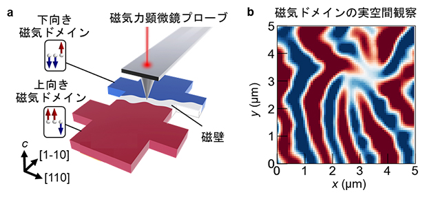 磁気力顕微鏡を用いた磁気ドメインおよびその境界に現れる磁壁の実空間観察の図