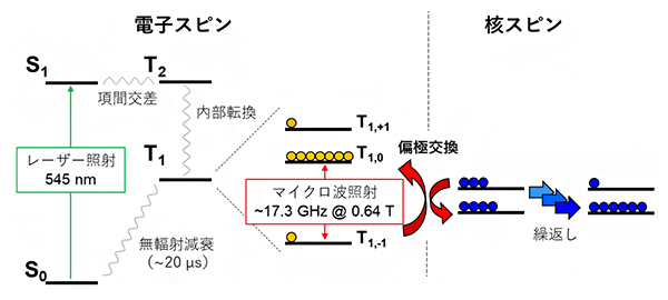 光励起三重項電子を用いた動的核偏極（トリプレットDNP）法の図