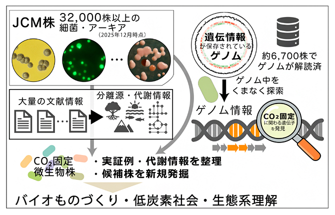 JCM微生物資源を基盤としたCO<sub>2</sub>固定候補株の探索の図