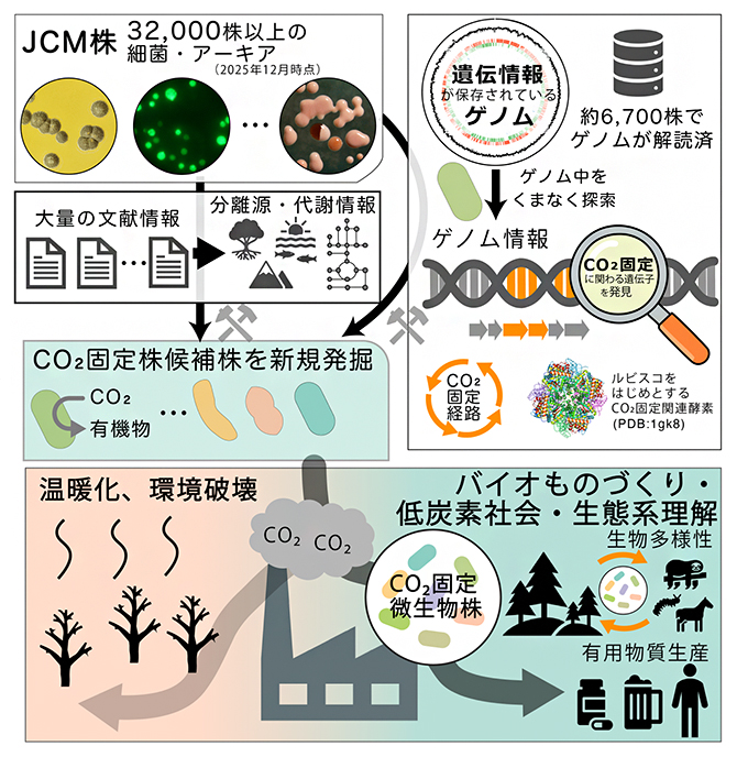 JCM微生物資源を基盤としたCO<sub>2</sub>固定候補株の探索の図