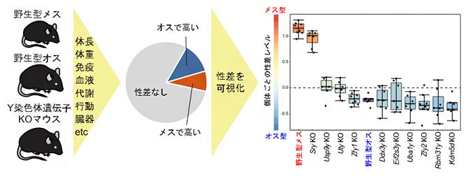 全身の多項目データから性差とY染色体遺伝子の影響を可視化する流れの図