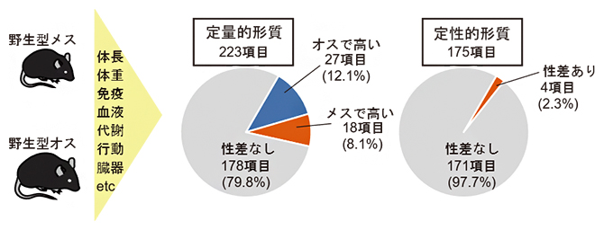 野生型マウス全身の表現型のうち性差を示す項目の抽出の図