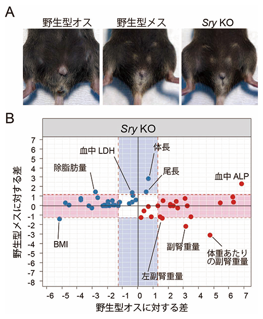 Sryノックアウトマウスにおける生殖器の性転換と全身性差形質の部分的メス化の図
