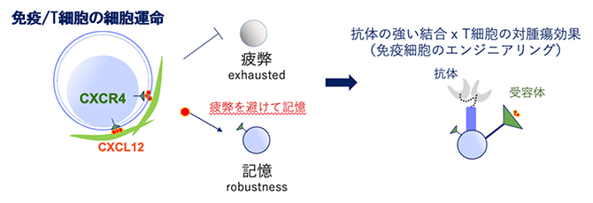 白血病の免疫を維持する記憶タンパク質と白血病細胞の抗体のT細胞エンジニアリングの図