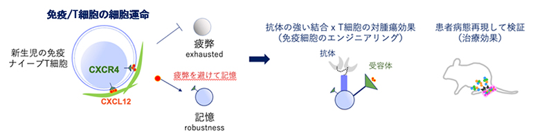 記憶と抗体を持つT細胞のエンジニアリングと患者病態モデルでの検証の図