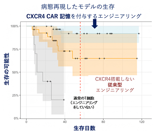 記憶と抗体を持つT細胞の治療効果の図