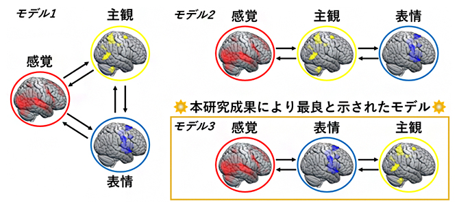 感覚、表情、主観経験のモジュールから成る脳内ネットワークとそのモデル候補の図