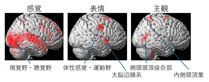 感情フィルム提示（感覚）、表情反応（表情）、主観経験の評定（主観）に対応する脳活動の図
