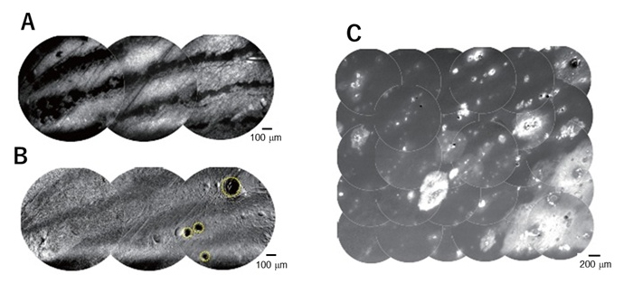 加熱処理指紋の放射光軟X線PEEM像（SUS基板）の図