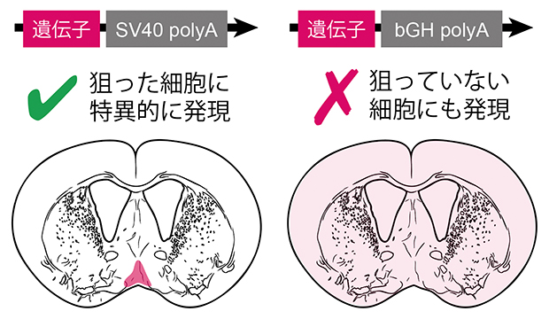 ポリA配列（polyA）の違いによるマウスの脳での遺伝子発現特異性の変化の図