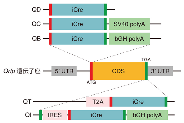 ポリA配列の異なる5種類の遺伝子改変マウスの図