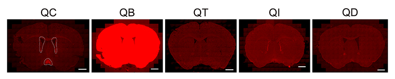 ポリA配列の選択による標的精度の違いの図