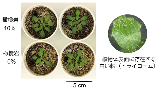 橄欖岩の岩粉散布よる植物生育促進（左図）にトライコーム（右図）が関わるの図