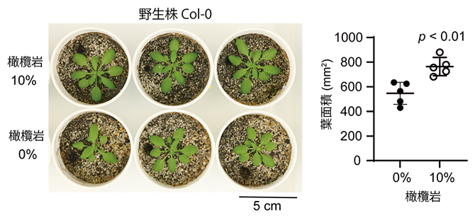 野生株Col-0への橄欖岩散布よる植物生育促進の図