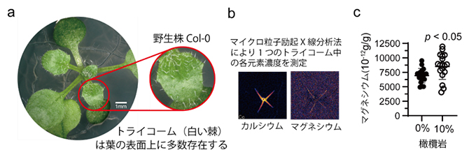 橄欖岩を含む土壌で生育した植物はトライコームにマグネシウムを高蓄積の図
