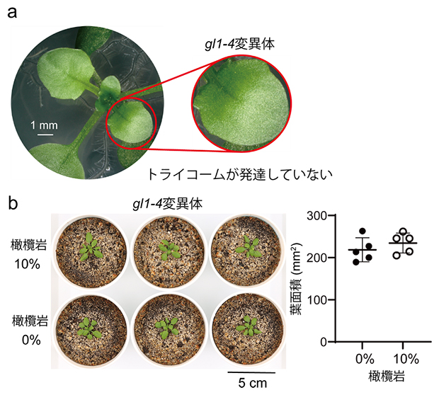 トライコーム欠損変異体（写真:gl1-4変異体）は橄欖岩散布による生育促進効果を消失の図