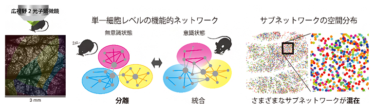 細胞レベルの機能的ネットワークの統合・分離、細胞分布の図