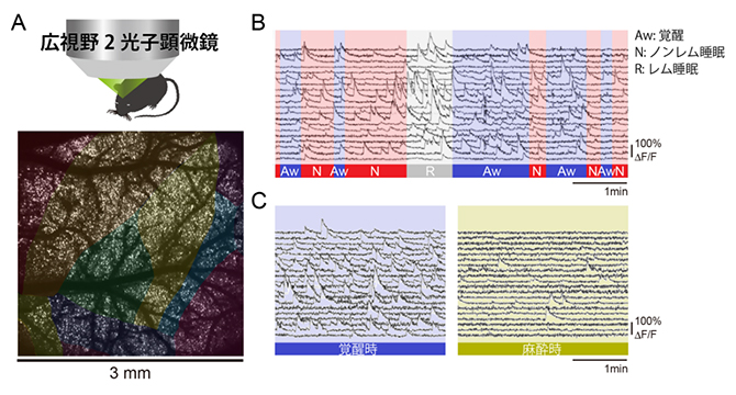 広視野2光子顕微鏡を用いた単一細胞レベルかつ大規模な脳神経活動の記録の図
